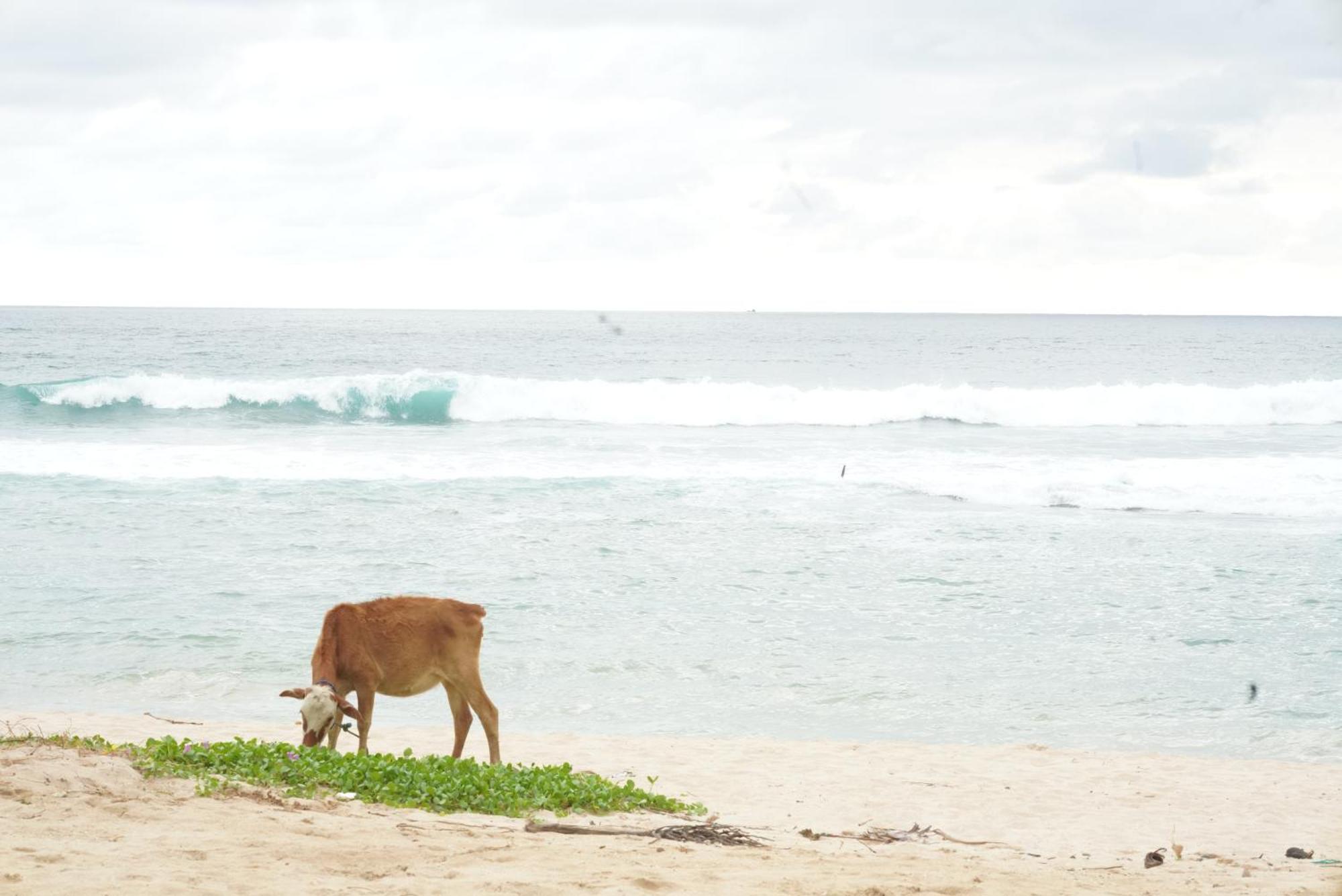 Surf Orchid Villa Weligama Exterior foto